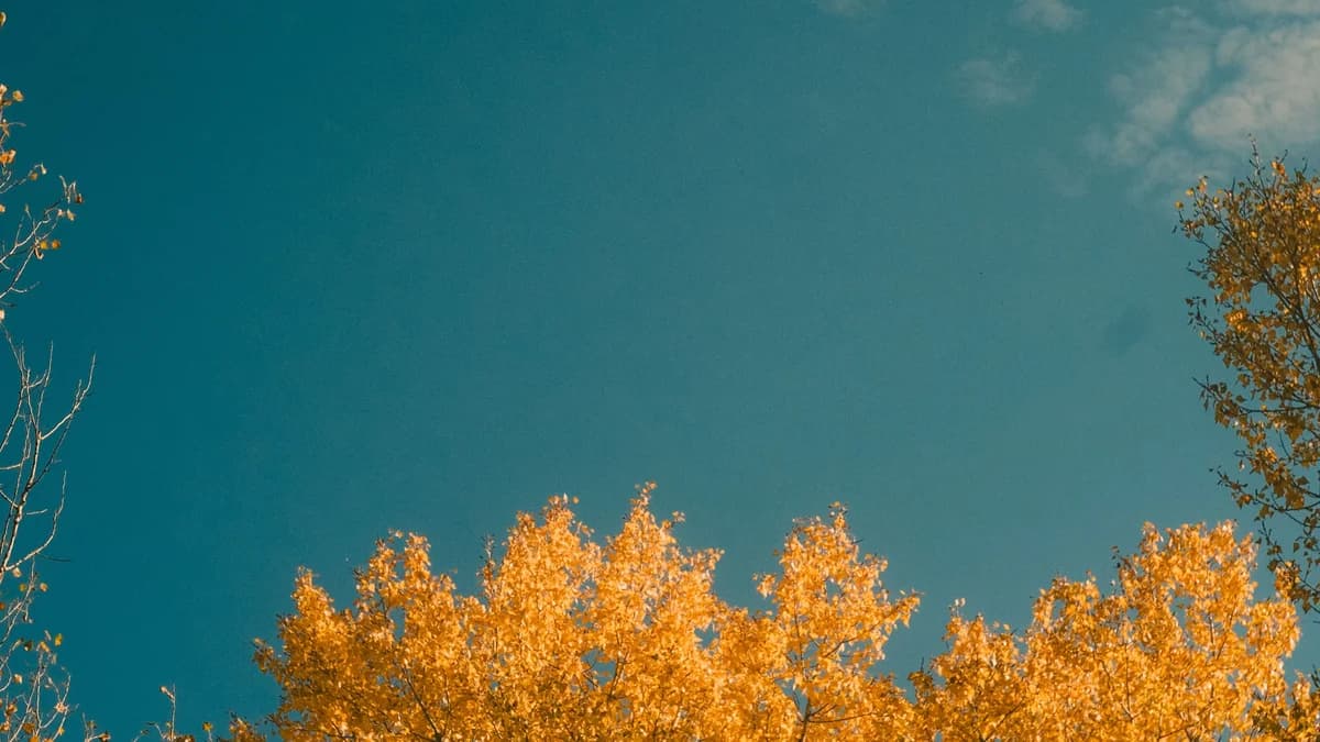 Vibrant autumn leaves of a tree with a clear blue sky and scattered clouds.